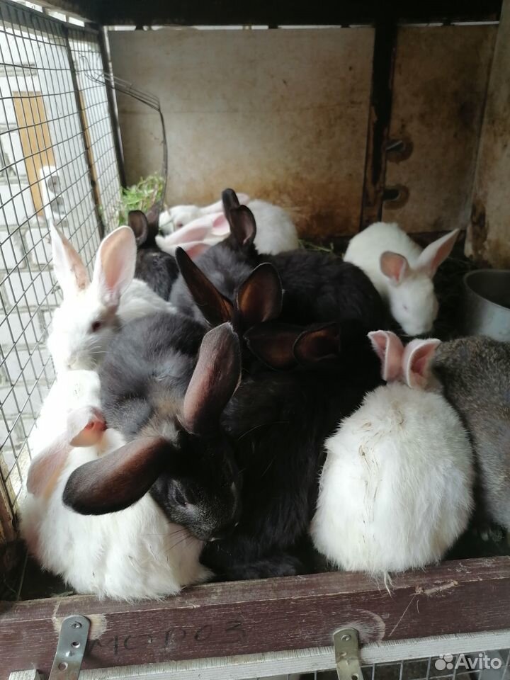 Продажа кроликов кролей крольчатины купить на Зозу.ру - фотография № 1