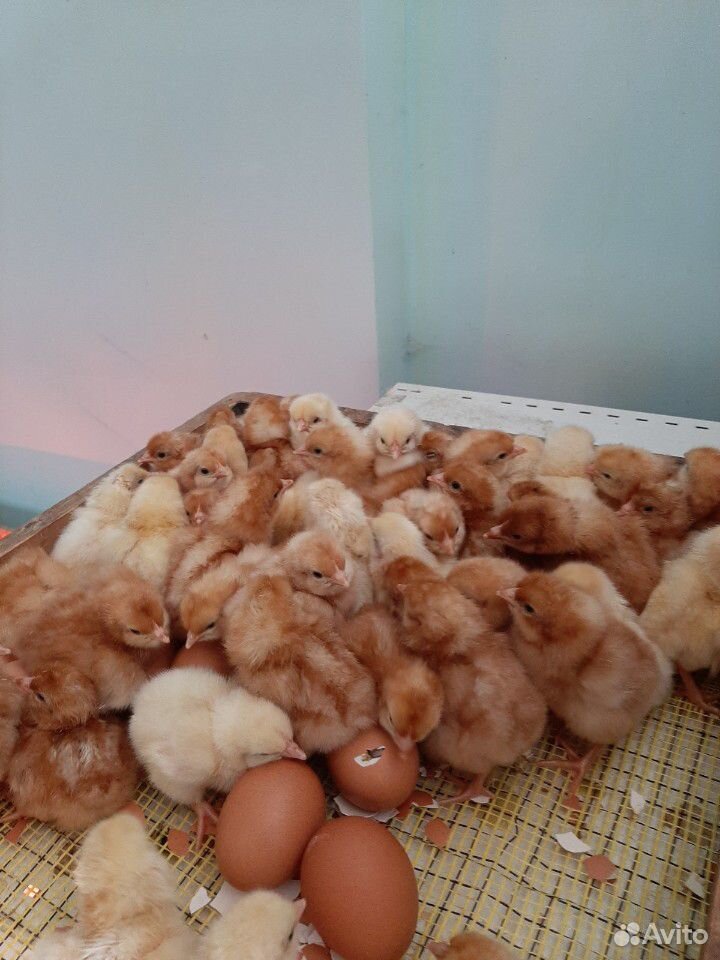 Цыплята суточные купить на Зозу.ру - фотография № 3