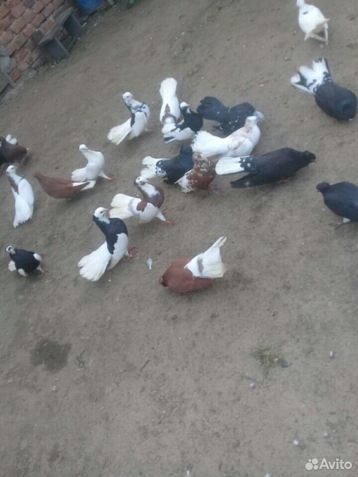 Домашние голуби купить на Зозу.ру - фотография № 5