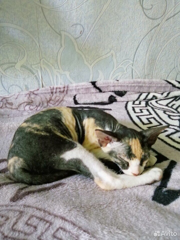 Котята сфинкс(браш) купить на Зозу.ру - фотография № 3