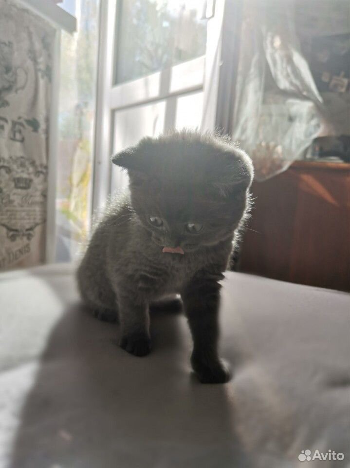 Британский котенок купить на Зозу.ру - фотография № 7
