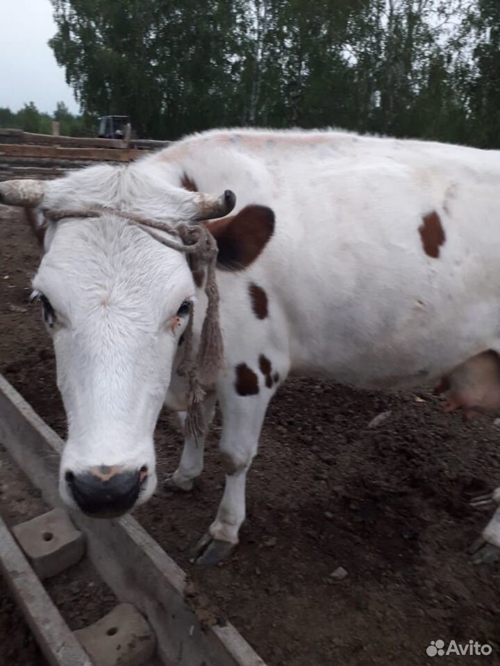 Коровы купить на Зозу.ру - фотография № 5