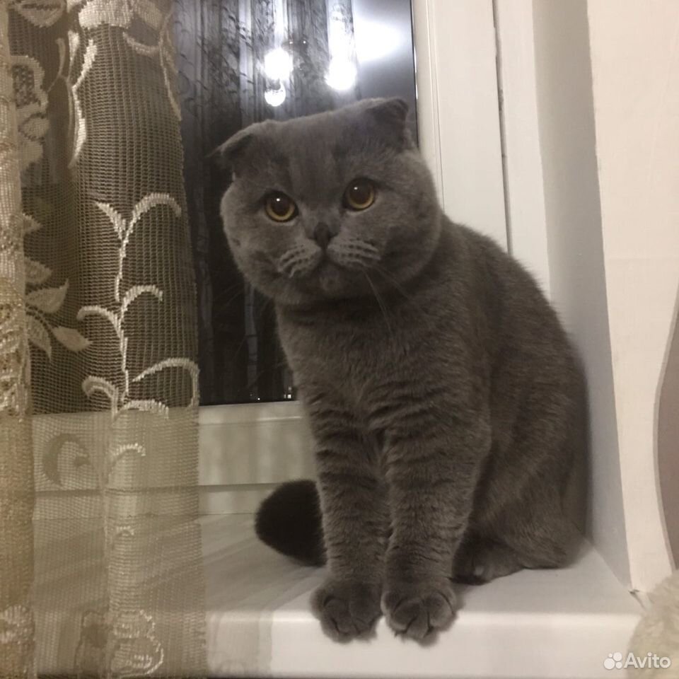 Вязка шотландский кот купить на Зозу.ру - фотография № 4