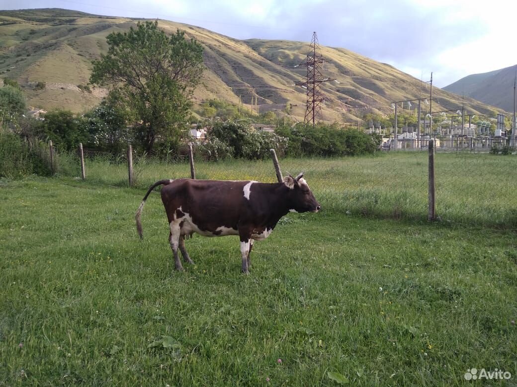Корова козленки купить на Зозу.ру - фотография № 3