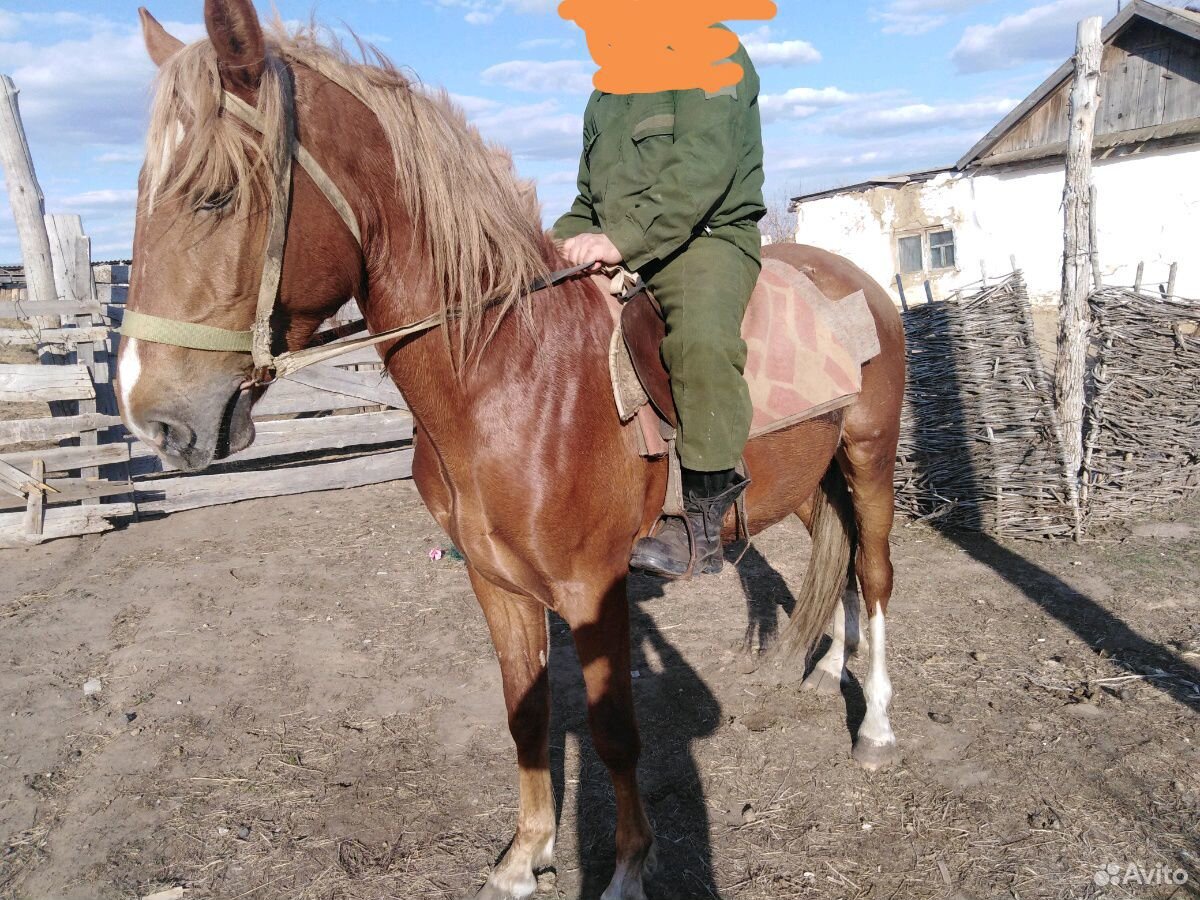Лошадь, 3 года, обучение верховой езде купить на Зозу.ру - фотография № 1