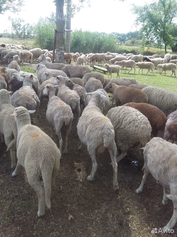 Овцы матки ягнята бараны купить на Зозу.ру - фотография № 5