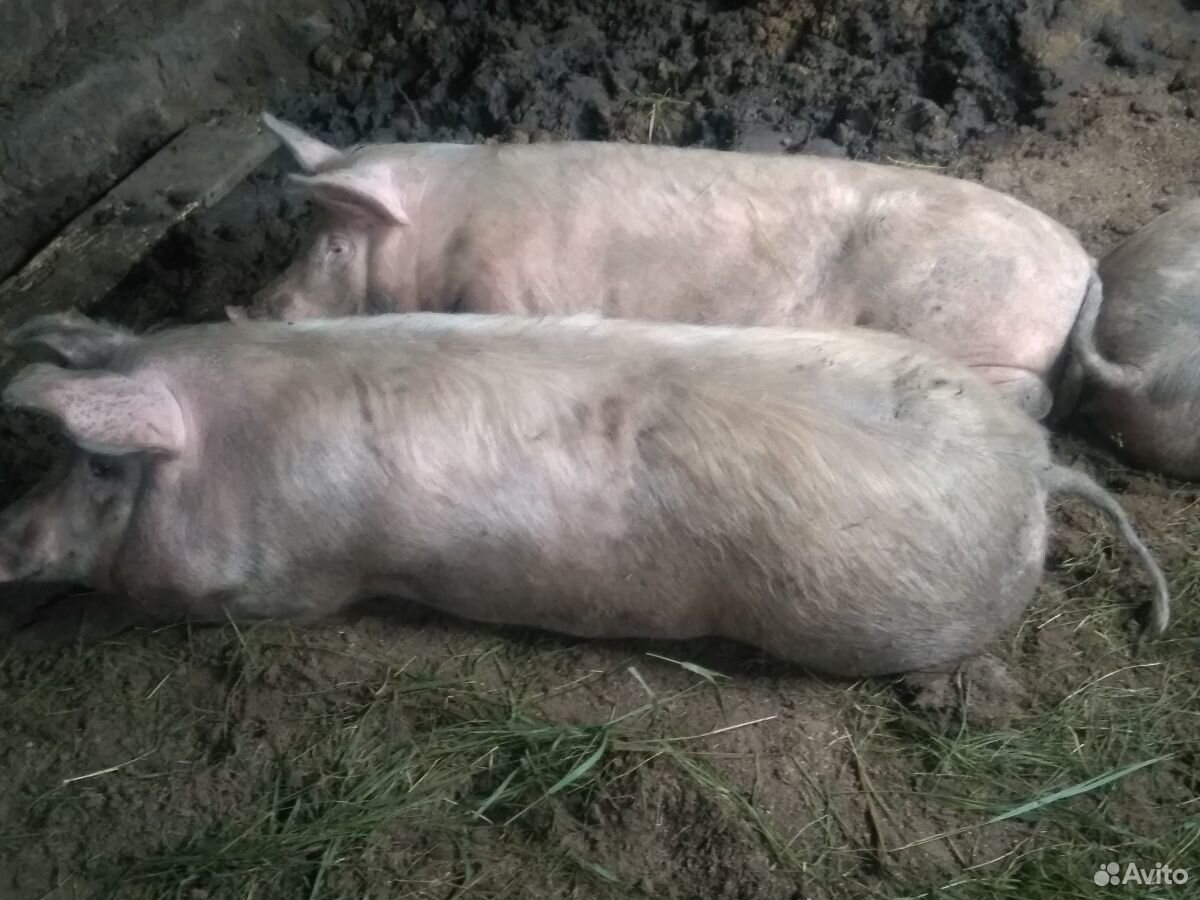 Домашние свиньи живой вес купить на Зозу.ру - фотография № 1