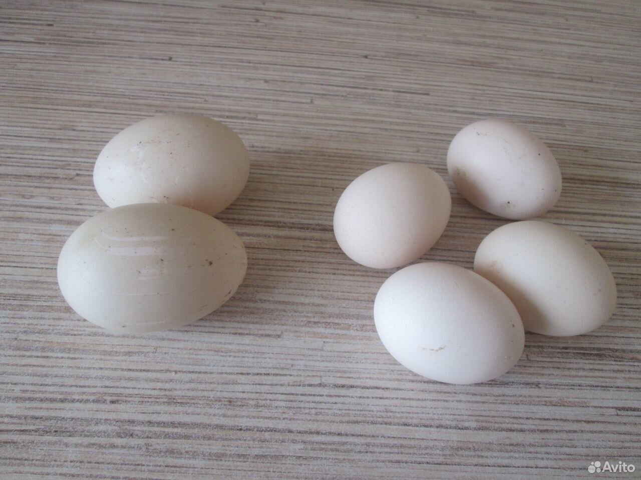 Инкубационное яйцо индоутки и адлерской купить на Зозу.ру - фотография № 1