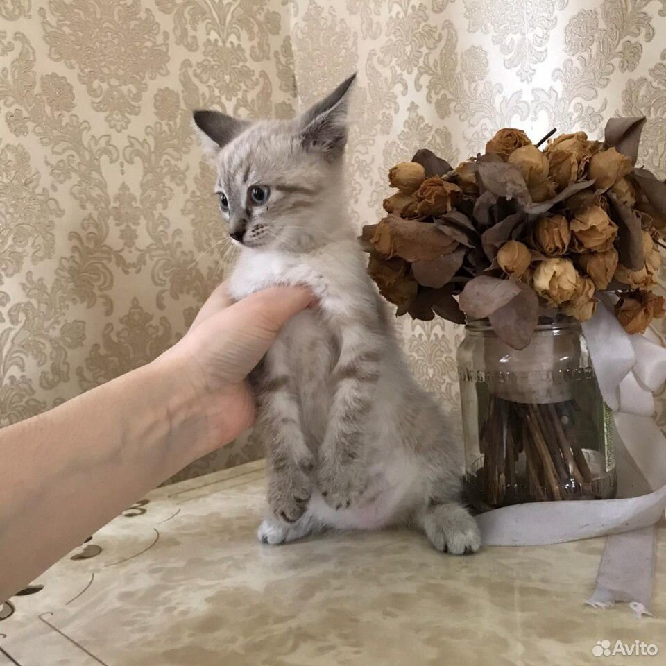 Котенок купить на Зозу.ру - фотография № 6