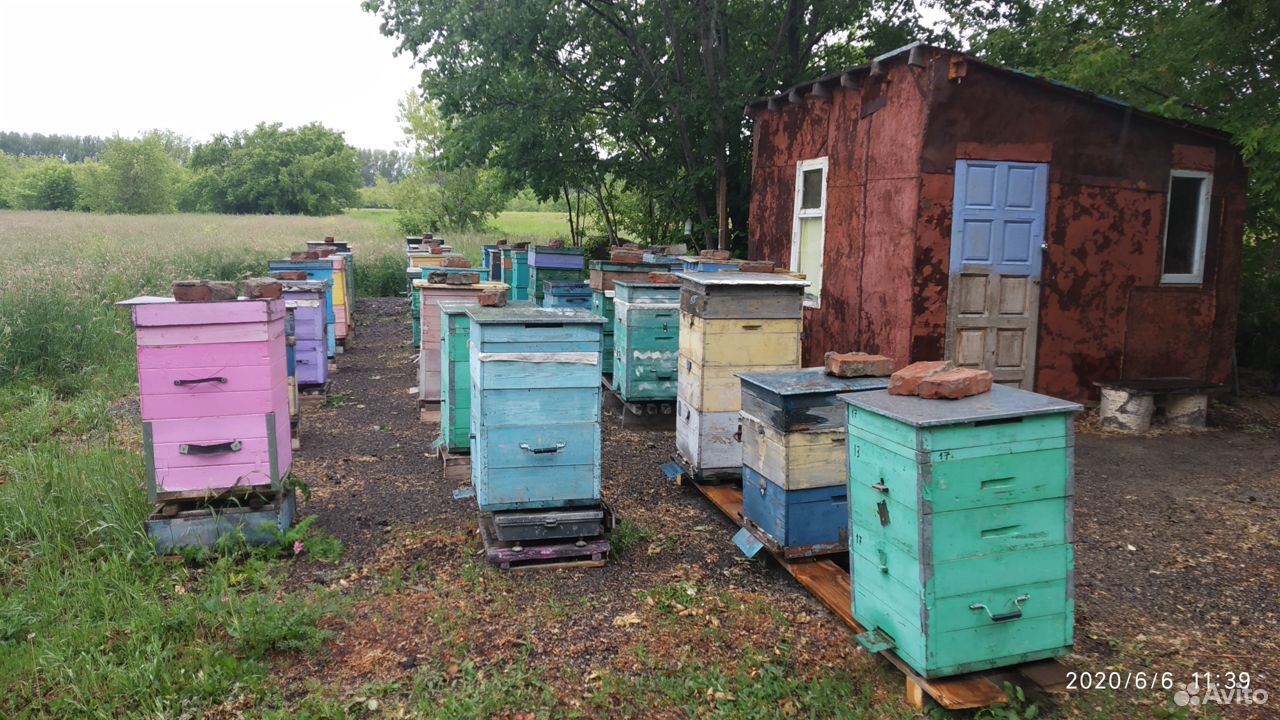 Продается мед купить на Зозу.ру - фотография № 2