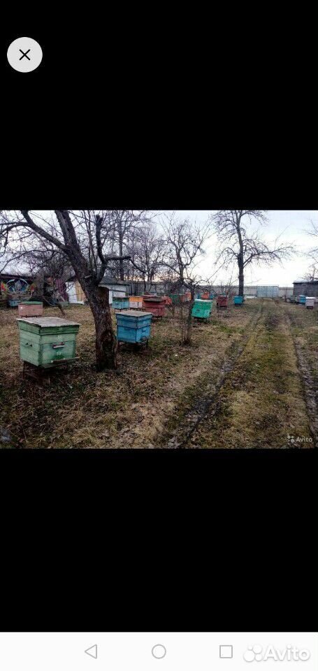 Пчёлы,ценна договорная купить на Зозу.ру - фотография № 2