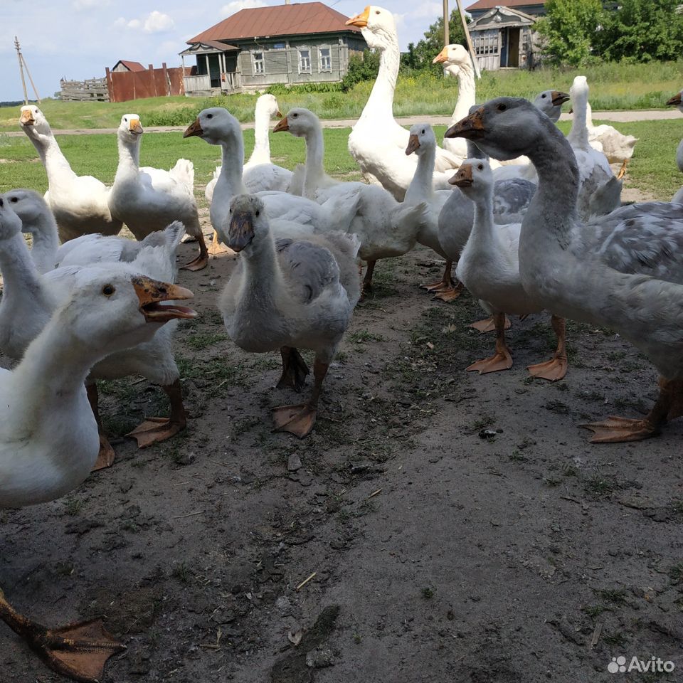 Индоутята,цыплята,гусята купить на Зозу.ру - фотография № 3