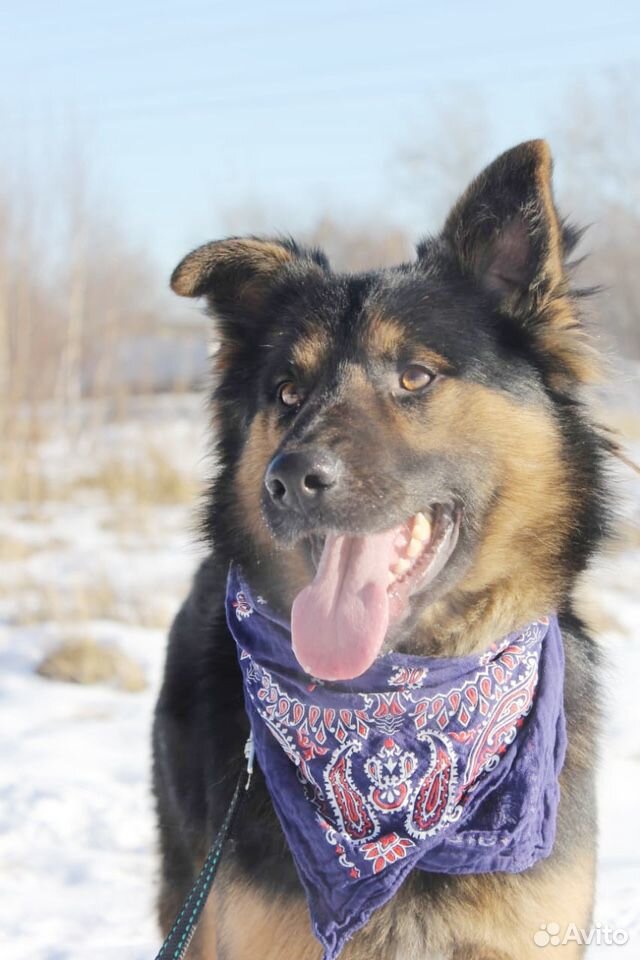 Собака для вольера, активный молодой кобель купить на Зозу.ру - фотография № 6