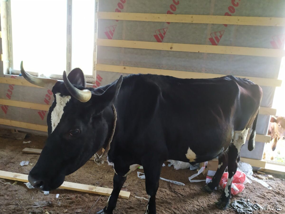 Коровы и быки купить на Зозу.ру - фотография № 7