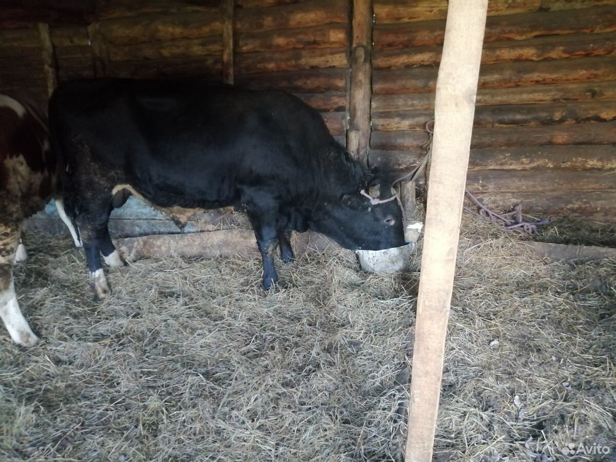 Быки коровы купить на Зозу.ру - фотография № 2