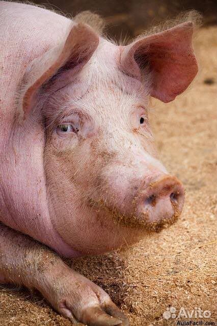Продажа свиней живым весом или мясом купить на Зозу.ру - фотография № 1