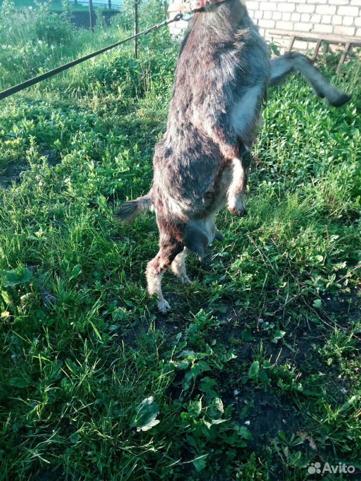 Найдена коза с козленком купить на Зозу.ру - фотография № 1