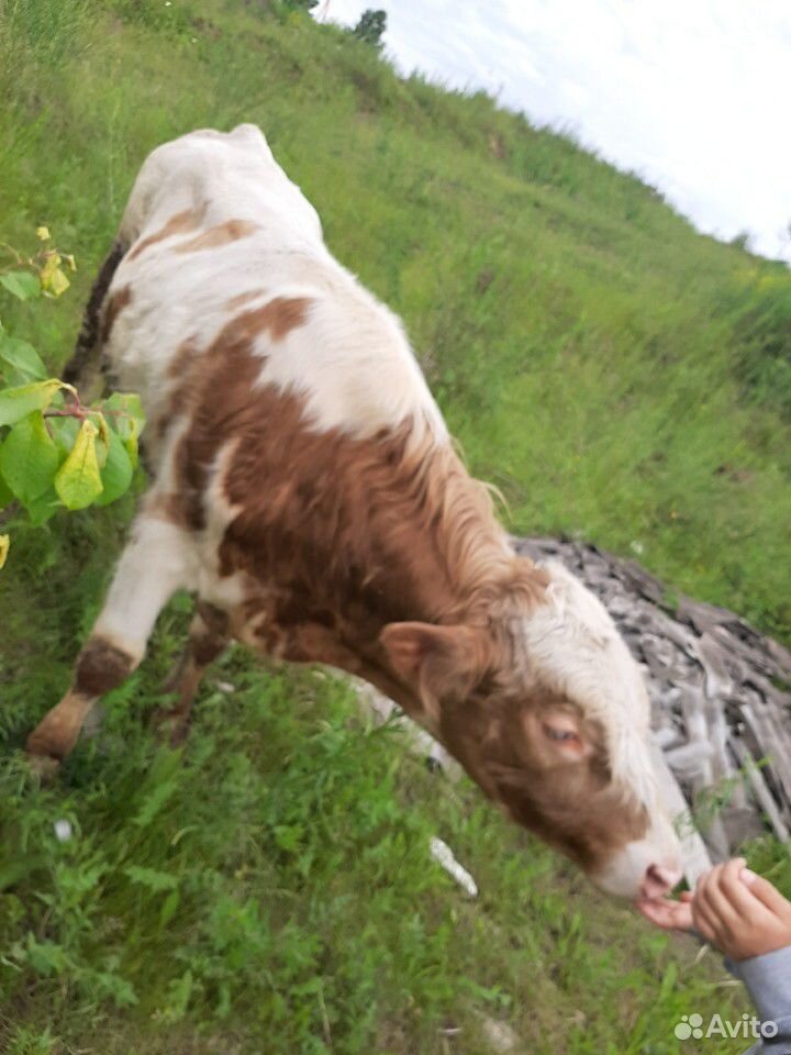 Бычки коровы купить на Зозу.ру - фотография № 2