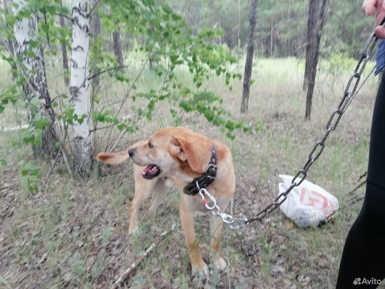 Охотничья собака ко кличке Хан купить на Зозу.ру - фотография № 3