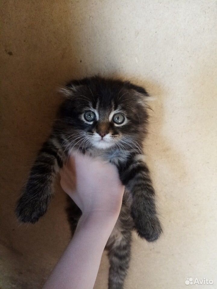 Котёнок веслоухий купить на Зозу.ру - фотография № 2