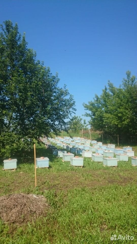 Продам пчелосемьи - карника и карпатка купить на Зозу.ру - фотография № 3