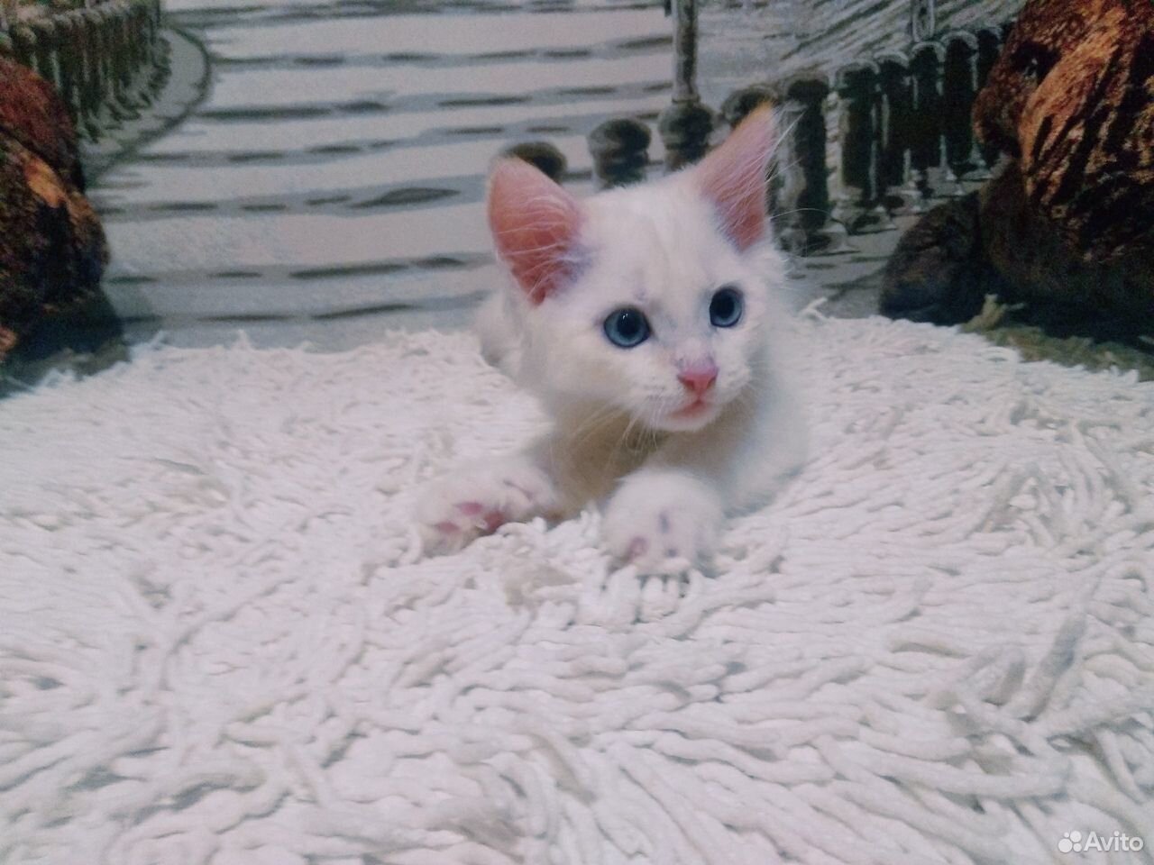 Белая кошечка с голубыми глазками купить на Зозу.ру - фотография № 1
