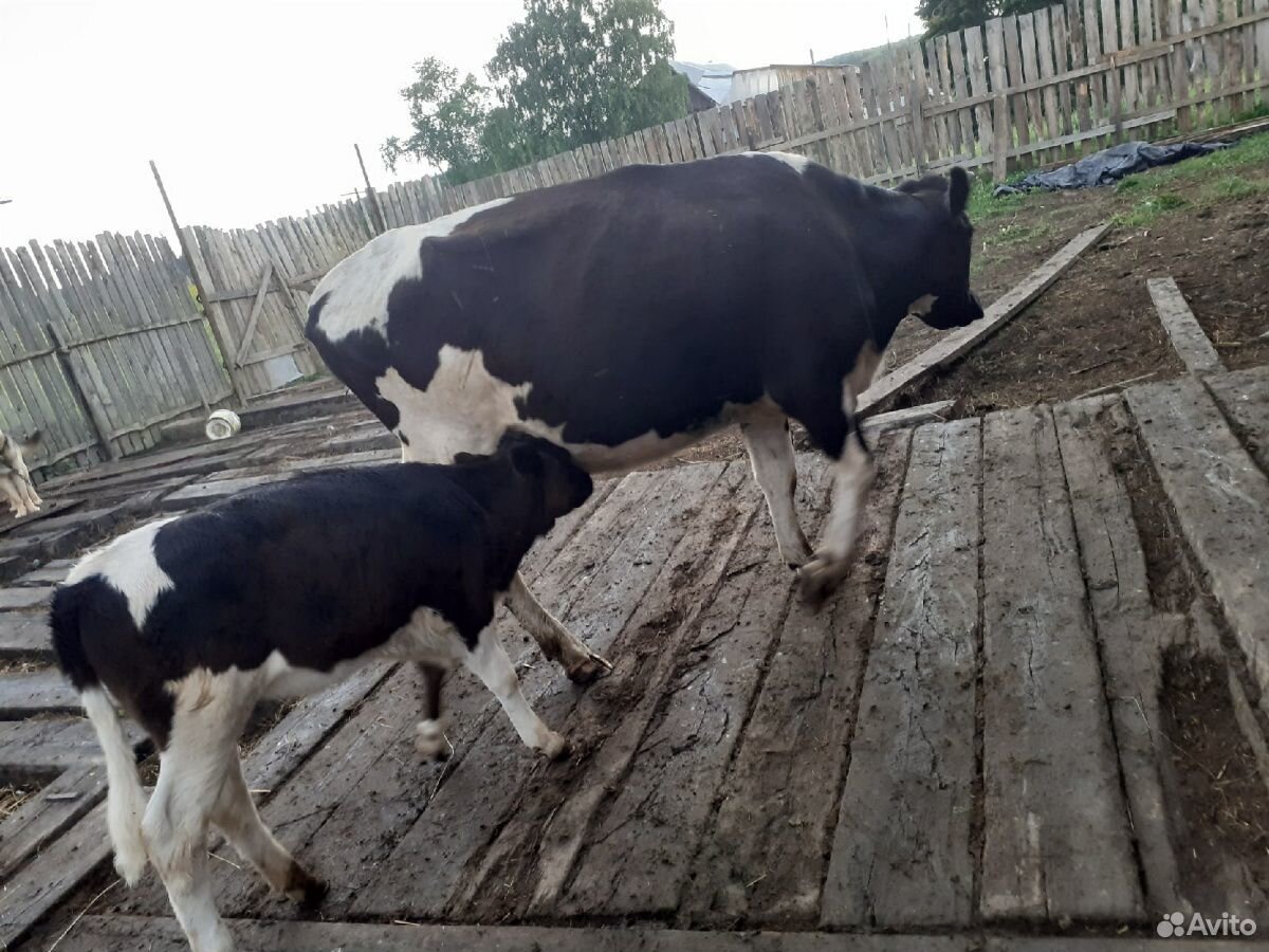Корова и телёнок купить на Зозу.ру - фотография № 2