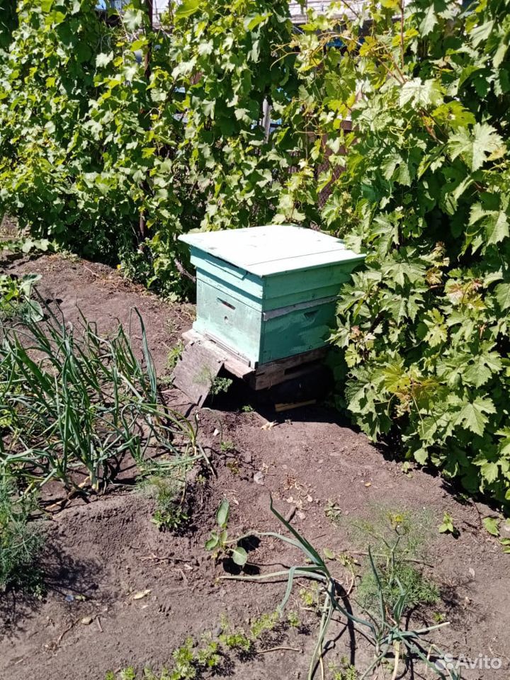 Пчёлы, улья купить на Зозу.ру - фотография № 2