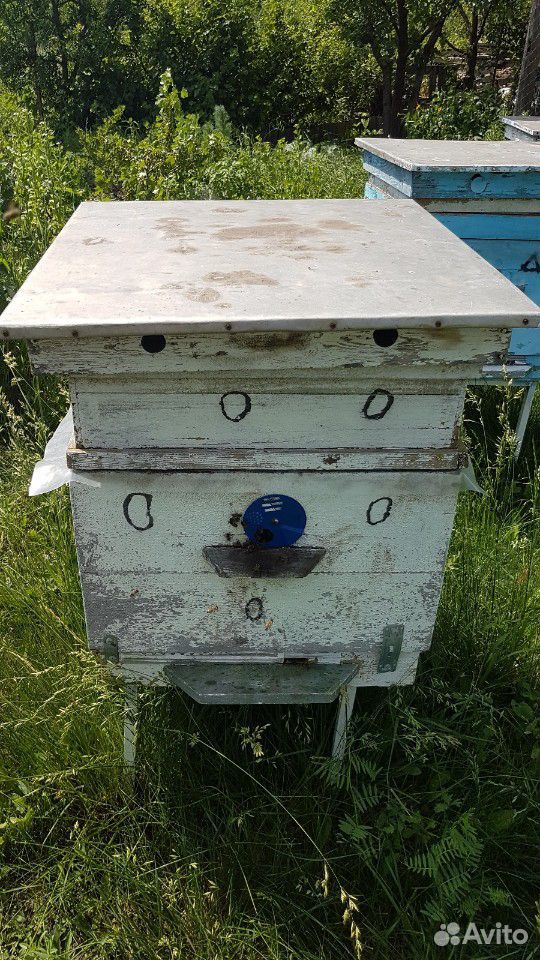 Пчелы с ульем купить на Зозу.ру - фотография № 1