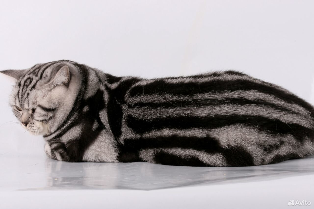 Кот британец мрамор на серебре