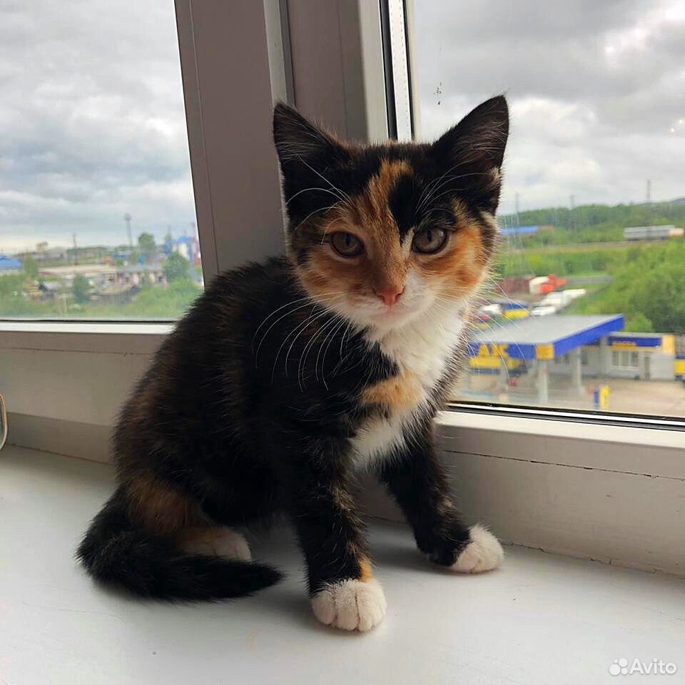 Кошка 2 месяца купить на Зозу.ру - фотография № 1
