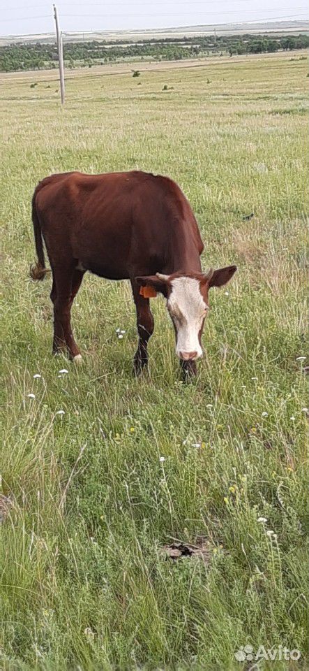 Корова тёлки купить на Зозу.ру - фотография № 6