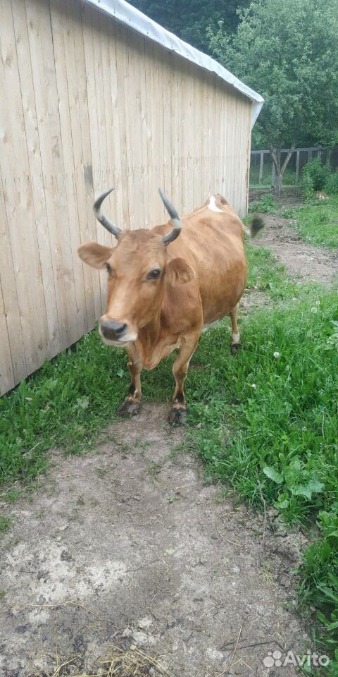 Продам корову породы Джерси купить на Зозу.ру - фотография № 1