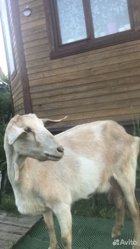 Продаётся дойная Нубийская коза купить на Зозу.ру - фотография № 2