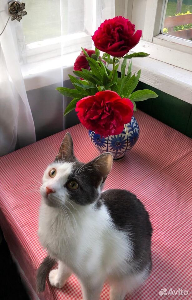 Кошка Боня ищет дом купить на Зозу.ру - фотография № 4
