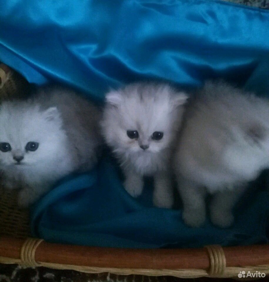 Котята персидские, шиншиллята купить на Зозу.ру - фотография № 1