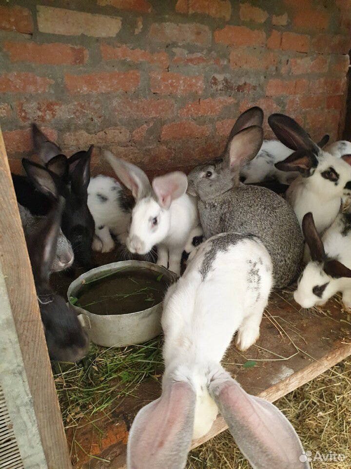 Продаются кролики различного возраста купить на Зозу.ру - фотография № 2