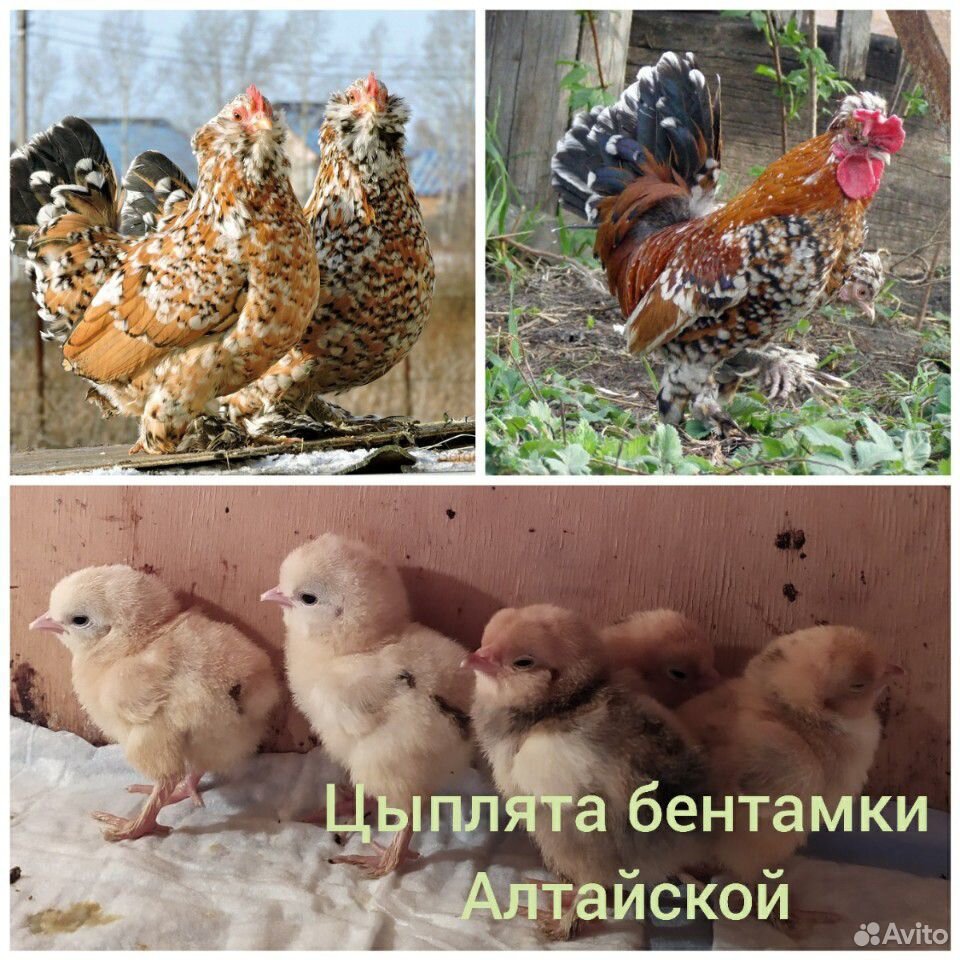 Цыплята бентамки алтайской купить на Зозу.ру - фотография № 4