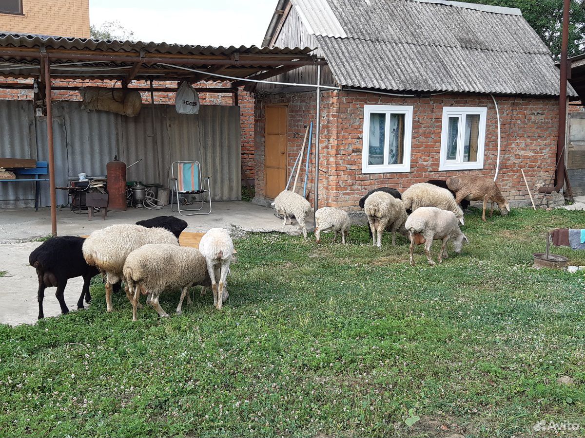 Бараны овцы ягнята купить на Зозу.ру - фотография № 9