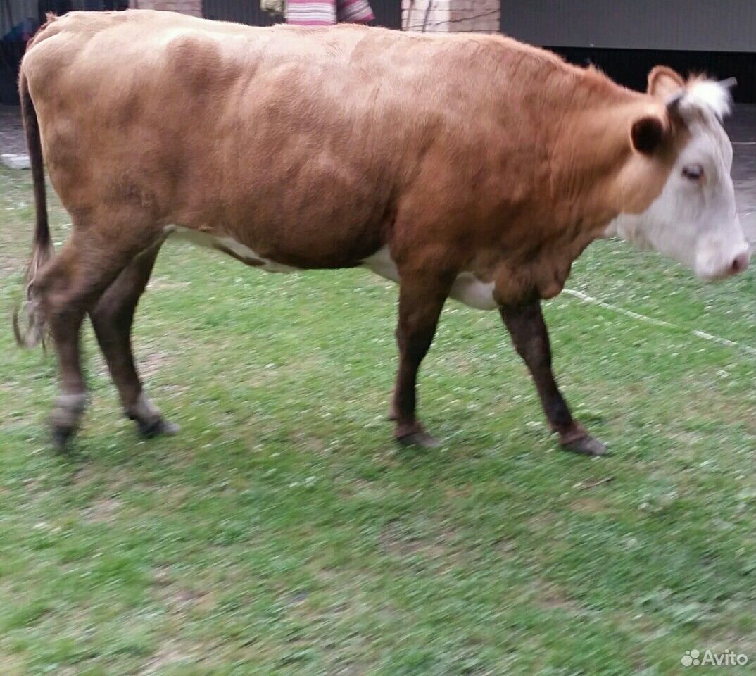 Продается стельная корова купить на Зозу.ру - фотография № 5