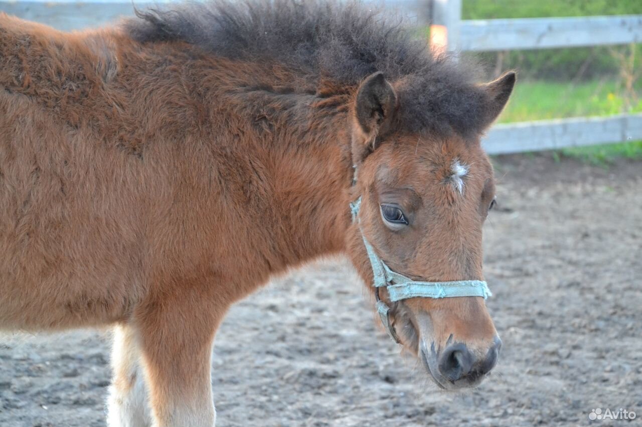 Шетлендские пони на продажу, пони-ферма купить на Зозу.ру - фотография № 3