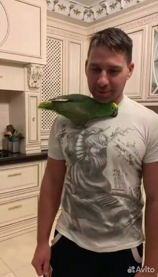 Говорящий попугай купить на Зозу.ру - фотография № 4