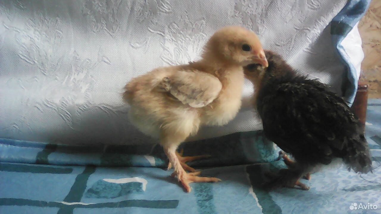 2 недельные цыплята