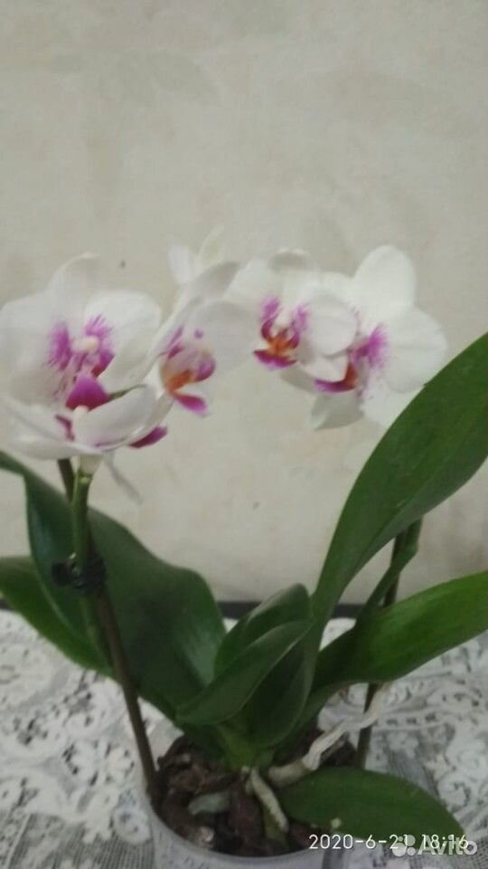 Орхидея фаленопсис цветущие купить на Зозу.ру - фотография № 4