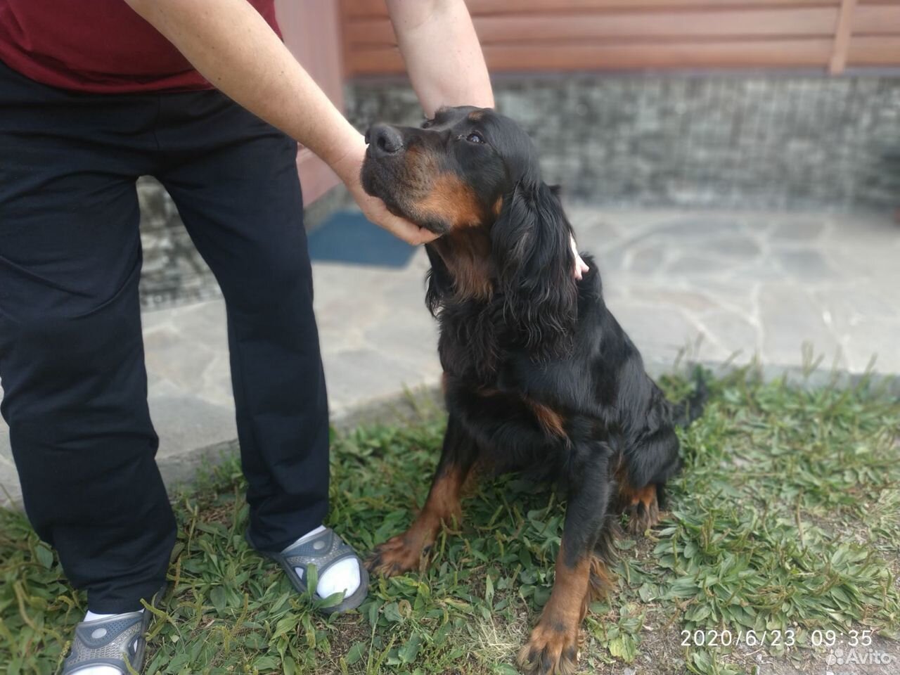Потерялась собака купить на Зозу.ру - фотография № 1