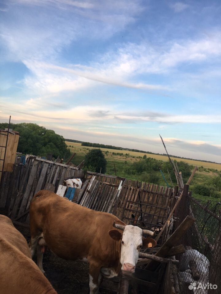 Продается дойная молочная корова купить на Зозу.ру - фотография № 4