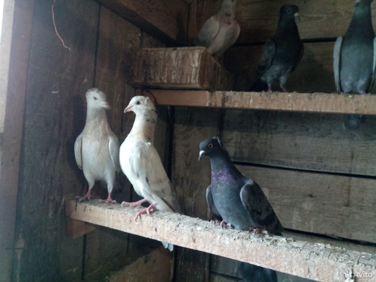Бойные голуби купить на Зозу.ру - фотография № 2