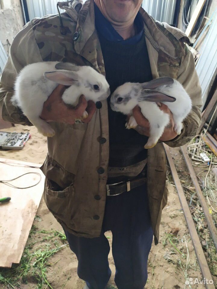 Кролики. Все самки. Цена за одну крольчиху купить на Зозу.ру - фотография № 6