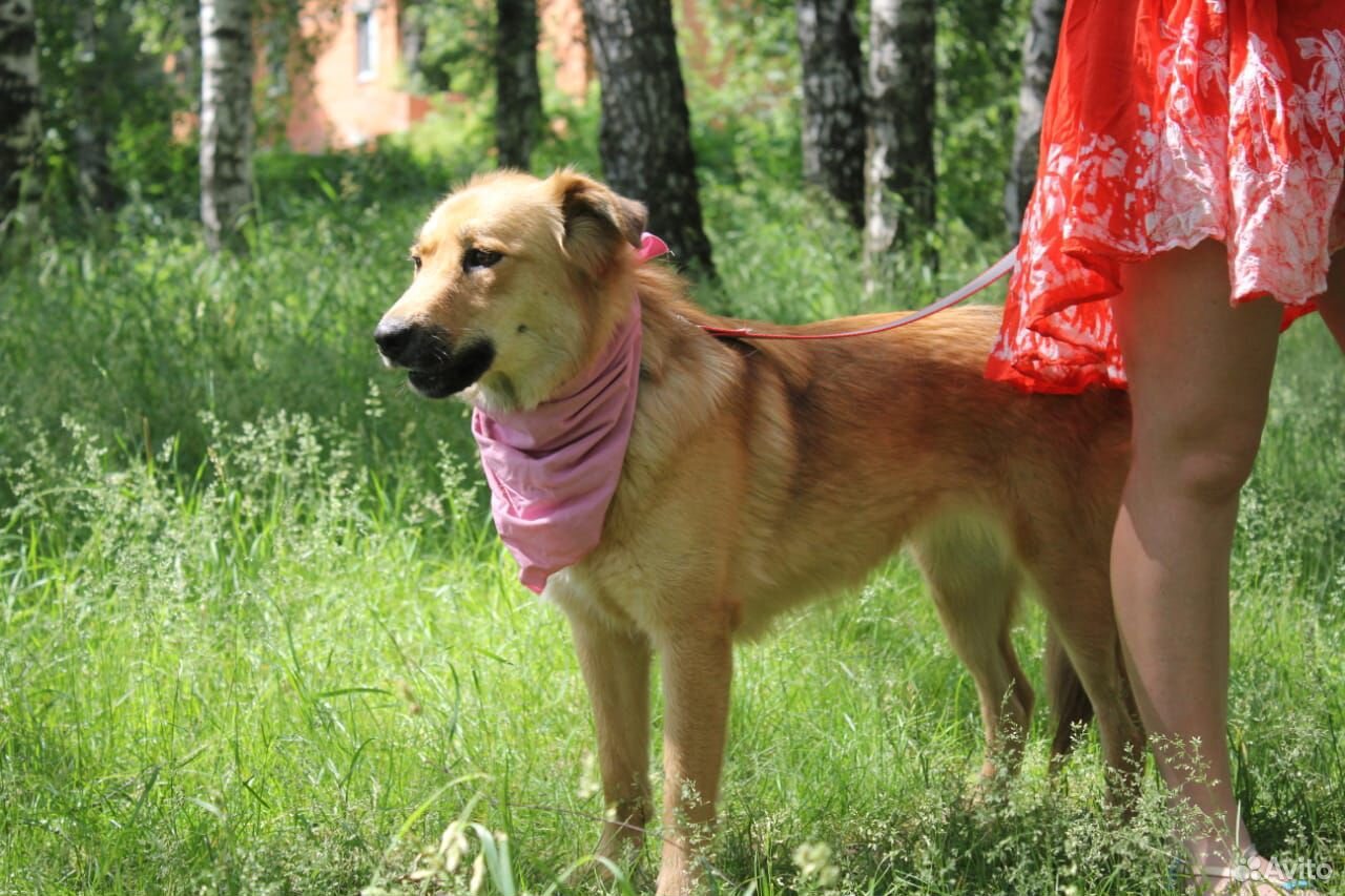 Умная собака Лиза в дар купить на Зозу.ру - фотография № 7