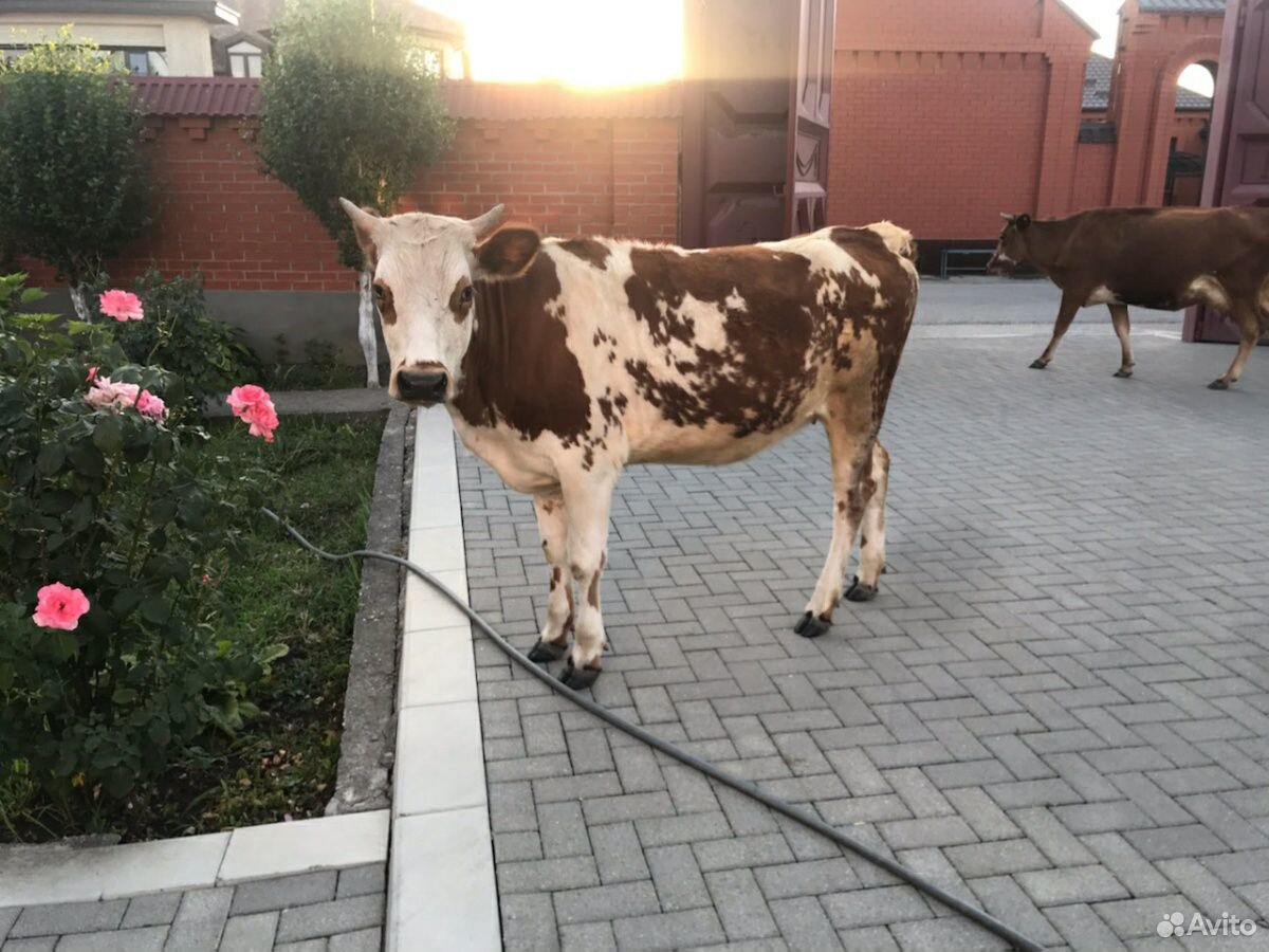 Корова и телка купить на Зозу.ру - фотография № 3